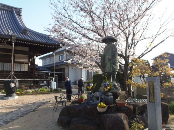 桜がきれいでしたの画像