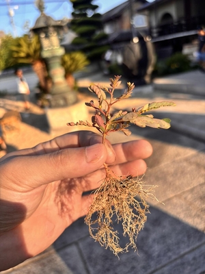 見えないことがミソの画像