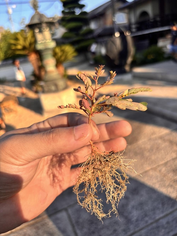 見えないことがミソの画像